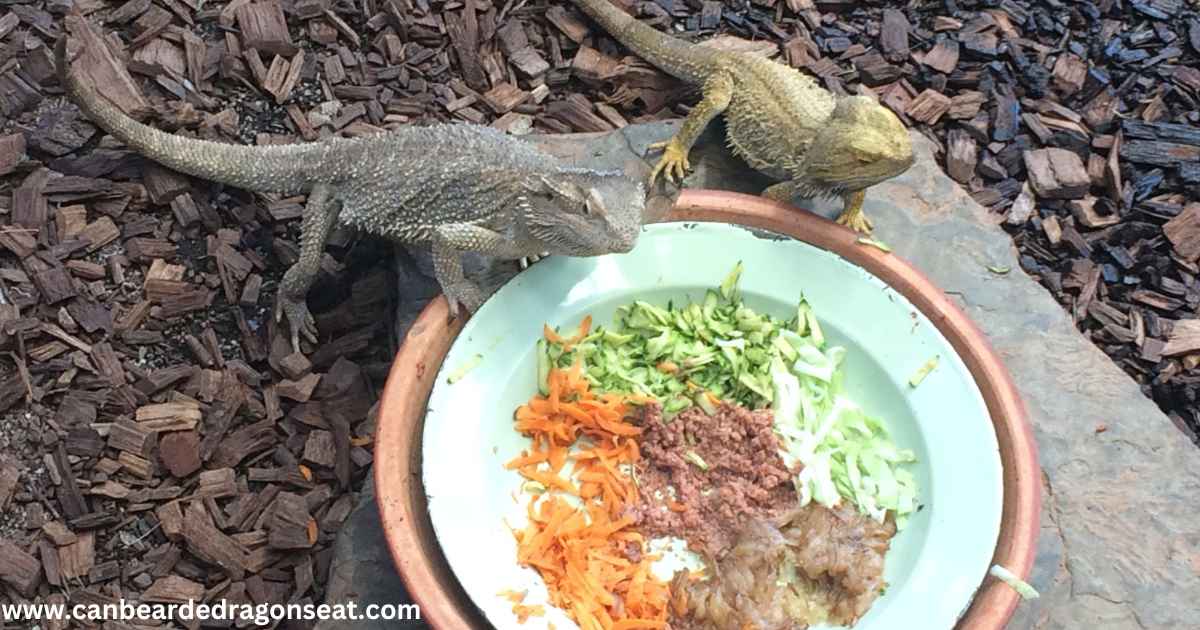 Can Bearded Dragons Cohabitate? - ABDRAGONS